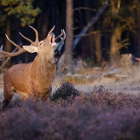 Enjoy Nature, Nice Stay And Beautiful Surroundings Putten Esterno foto