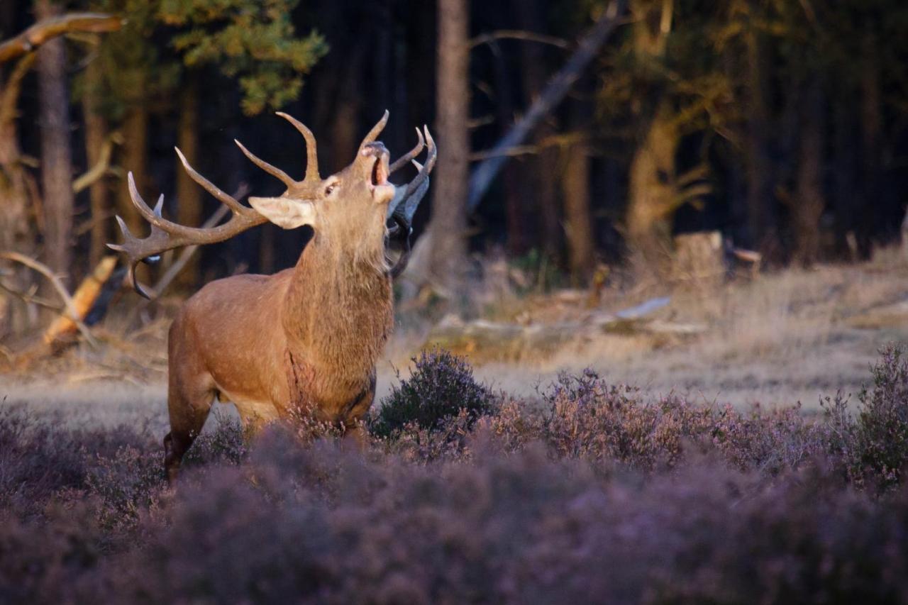 Enjoy Nature, Nice Stay And Beautiful Surroundings Putten Esterno foto
